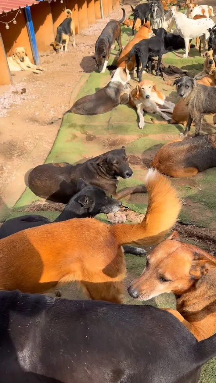 What It Takes To Care For More Than 600 Rescue Dogs: A Look Inside Refugio El Montecito