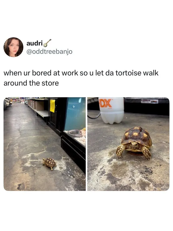 These Memes From “Animals Doing Things” Are Cute, Chaotic, And Very Relatable (40 New Pics)
