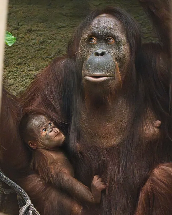 This Page Shared 65 Irresistible Pics Of Baby Animals And Their Moms