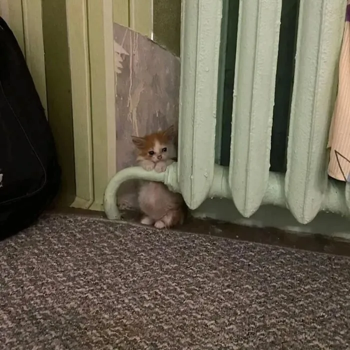 This Page Shared 45 New Funny Pics With Cats Who Have Absolutely No Respect For Rules Or Logic