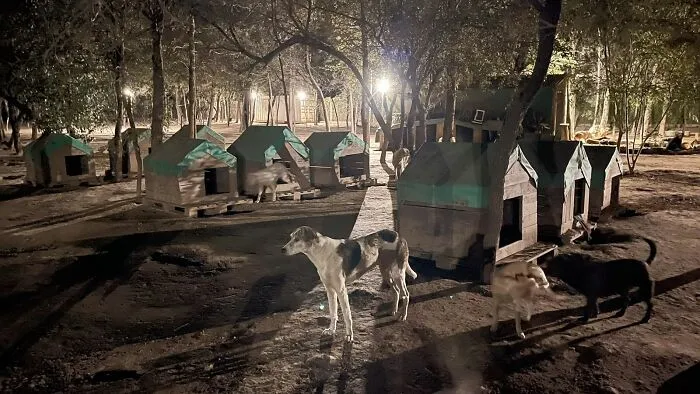 What It Takes To Care For More Than 600 Rescue Dogs: A Look Inside Refugio El Montecito