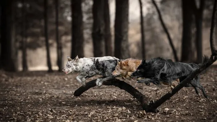 Honorable Mention: Running As One By Lucie Nermutova
