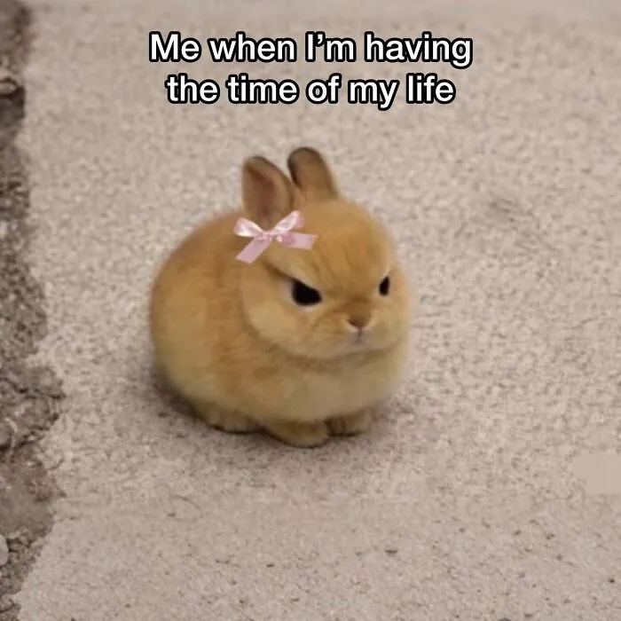 These Memes From “Animals Doing Things” Are Cute, Chaotic, And Very Relatable (40 New Pics)