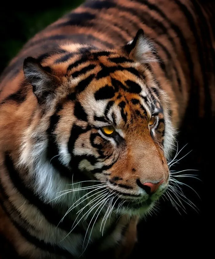 Honorable Mention: The Golden Gaze By Saleh Alshamali
