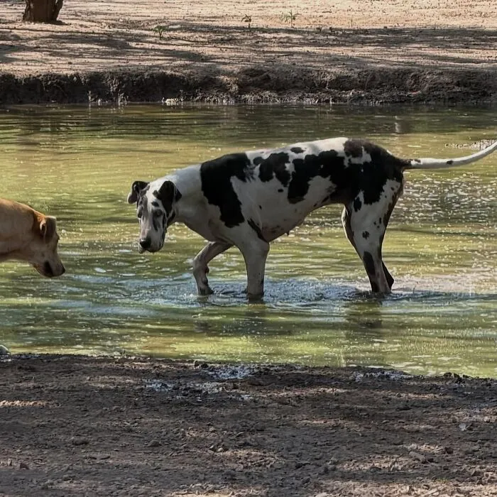What It Takes To Care For More Than 600 Rescue Dogs: A Look Inside Refugio El Montecito