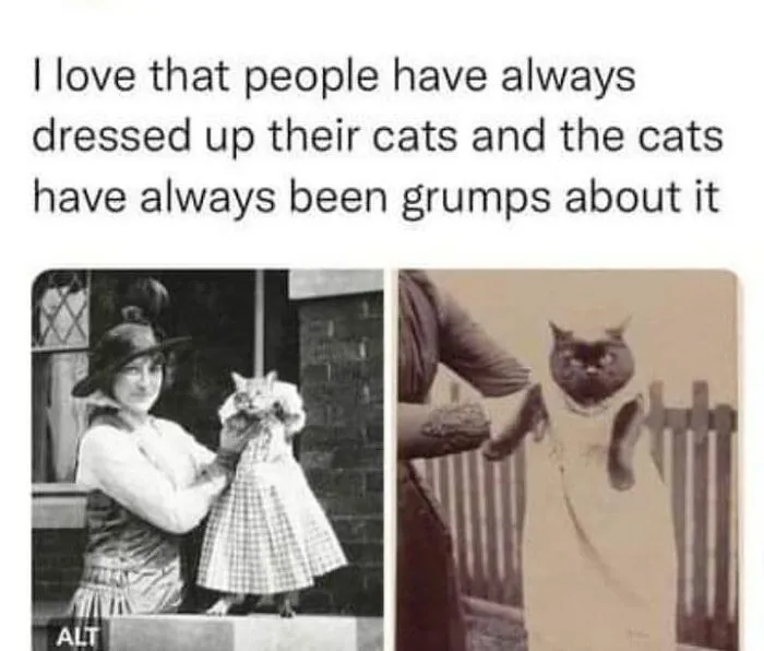 36 Funny Cat Posts From This Page That Perfectly Sum Up Living With Them