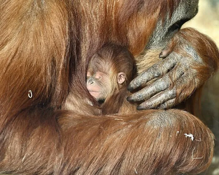 Baby orangutan cuddling safely in mom's arms