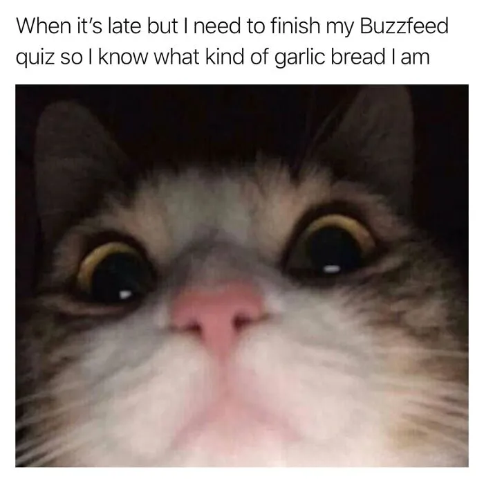 These Memes From “Animals Doing Things” Are Cute, Chaotic, And Very Relatable (40 New Pics)