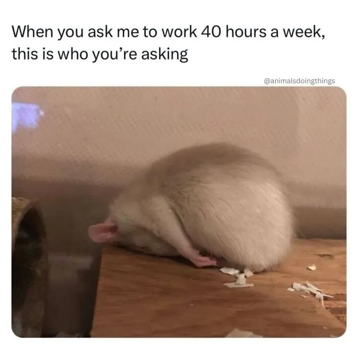 These Memes From “Animals Doing Things” Are Cute, Chaotic, And Very Relatable (40 New Pics)