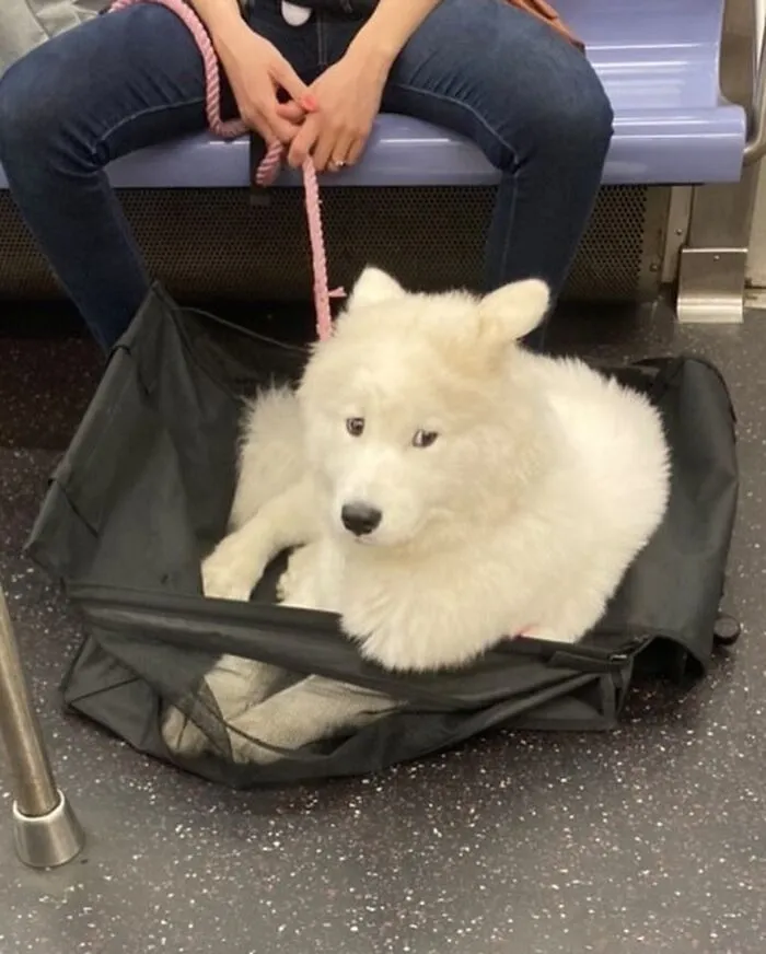 95 New ‘BagDogs’ Photos That Should Make Every Dog Lover Smile