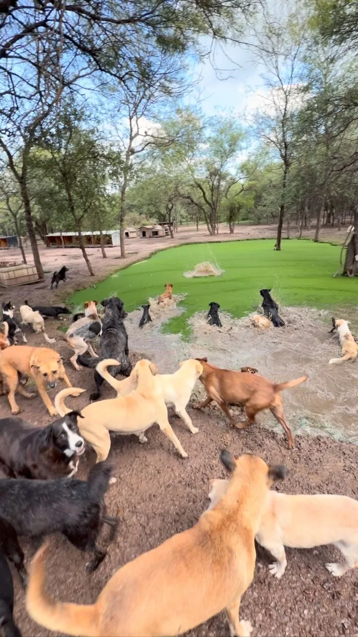 What It Takes To Care For More Than 600 Rescue Dogs: A Look Inside Refugio El Montecito