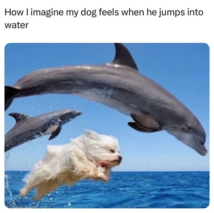 These Memes From “Animals Doing Things” Are Cute, Chaotic, And Very Relatable (40 New Pics)