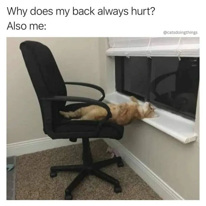 These Memes From “Animals Doing Things” Are Cute, Chaotic, And Very Relatable (40 New Pics)