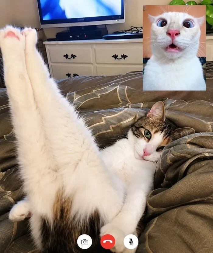 This Page Shared 45 New Funny Pics With Cats Who Have Absolutely No Respect For Rules Or Logic