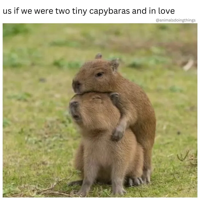 These Memes From “Animals Doing Things” Are Cute, Chaotic, And Very Relatable (40 New Pics)