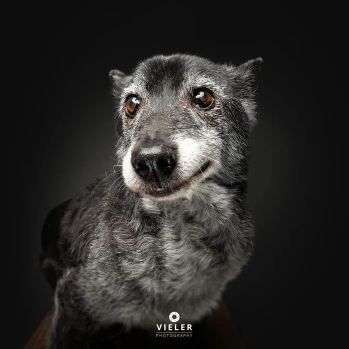30 New Touching Pictures Of Senior Dogs By Christian Vieler That Might Melt Your Heart