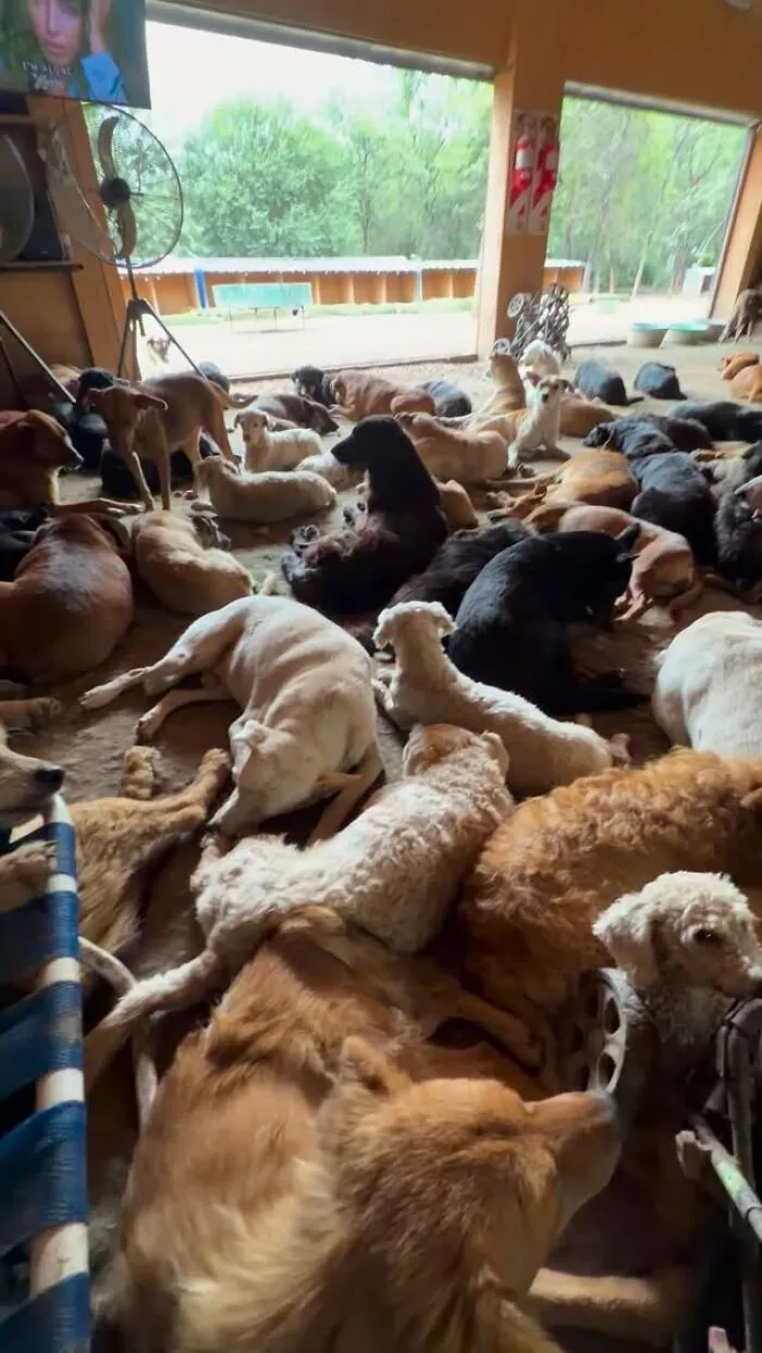 What It Takes To Care For More Than 600 Rescue Dogs: A Look Inside Refugio El Montecito