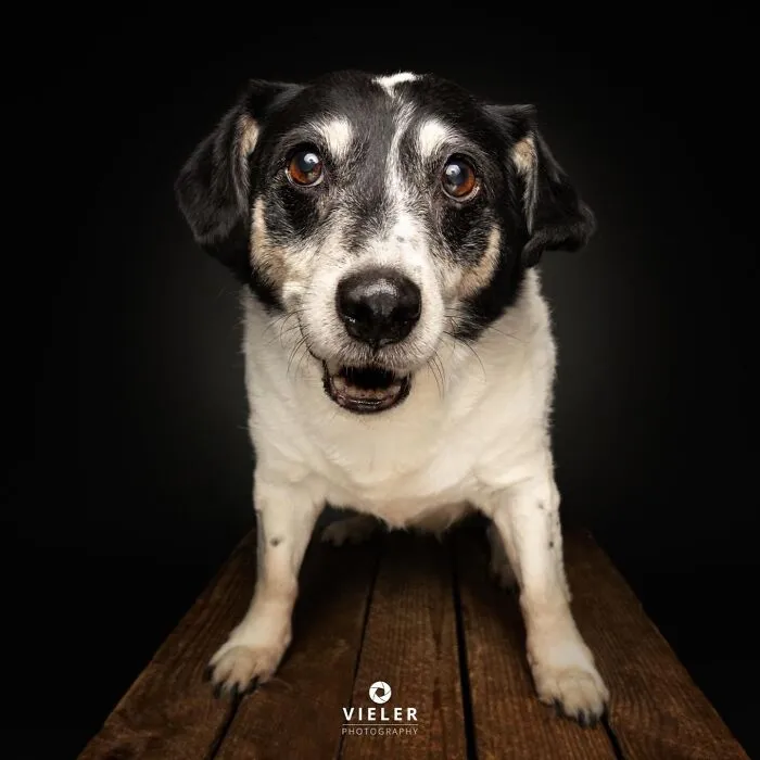 A black and white senior dog with big, warm eyes looking directly at the camera, taken by Christian Vieler.