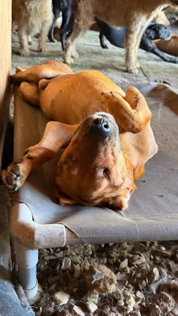 What It Takes To Care For More Than 600 Rescue Dogs: A Look Inside Refugio El Montecito