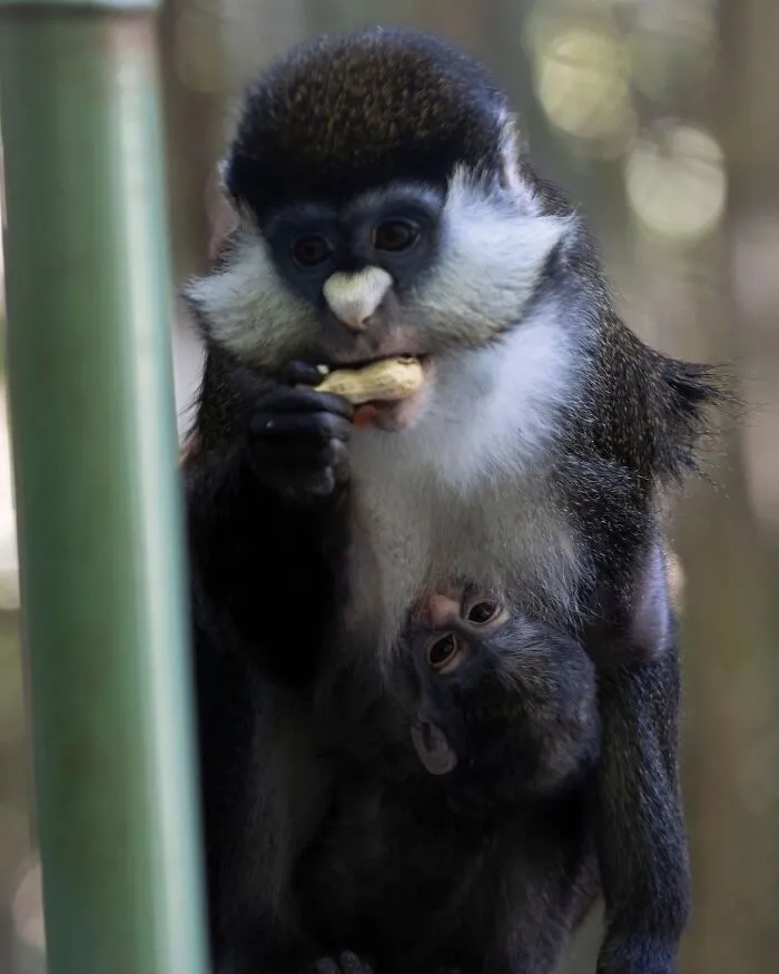 Monkey mother eating with baby clinging underneath baby animals
