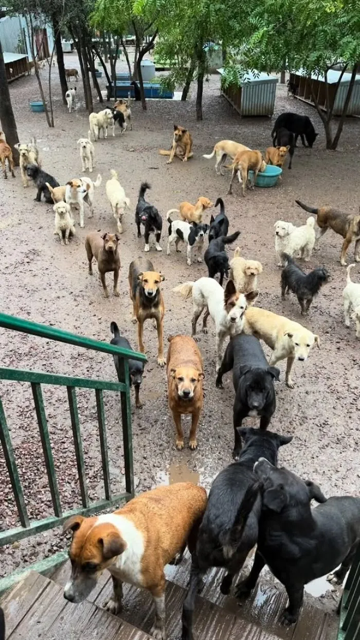 What It Takes To Care For More Than 600 Rescue Dogs: A Look Inside Refugio El Montecito
