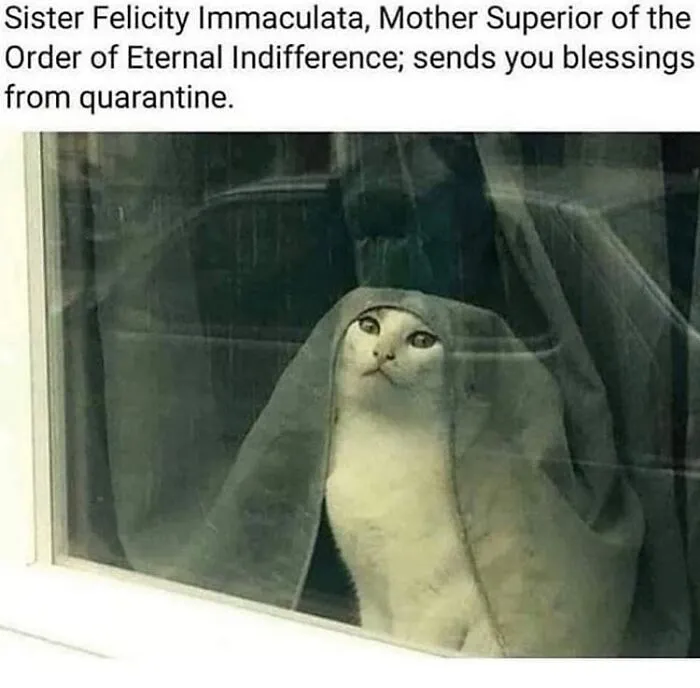 36 Funny Cat Posts From This Page That Perfectly Sum Up Living With Them
