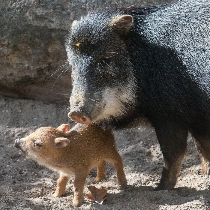 This Page Shared 65 Irresistible Pics Of Baby Animals And Their Moms