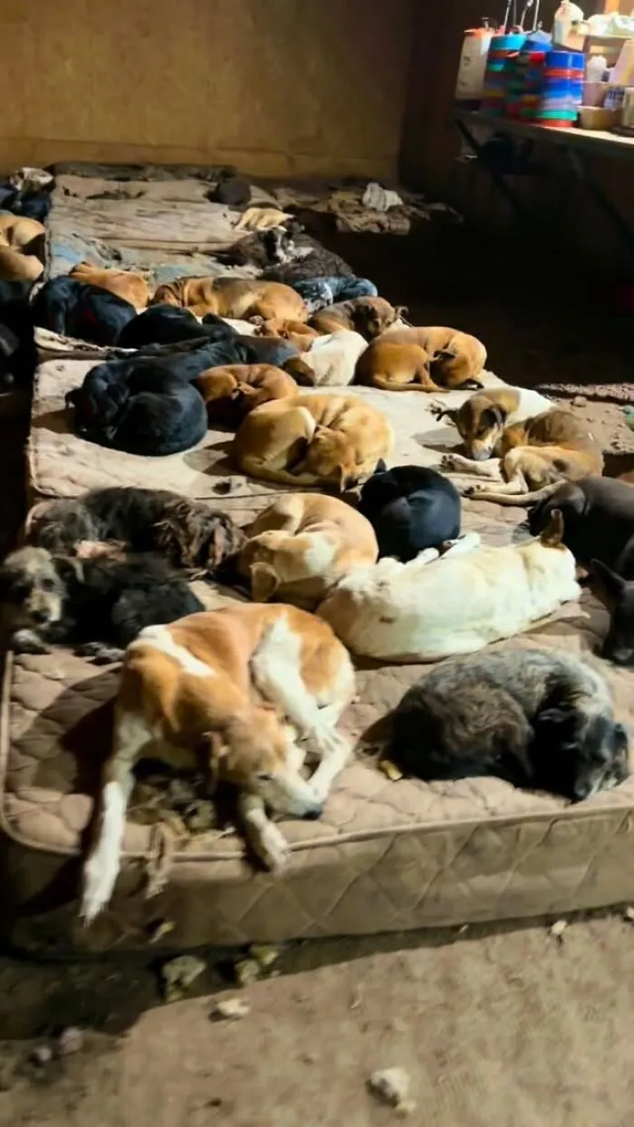 What It Takes To Care For More Than 600 Rescue Dogs: A Look Inside Refugio El Montecito