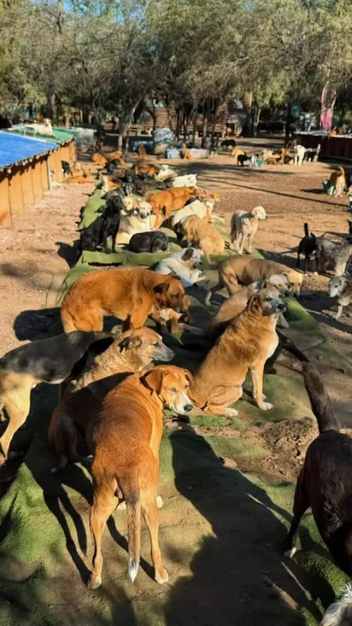 What It Takes To Care For More Than 600 Rescue Dogs: A Look Inside Refugio El Montecito