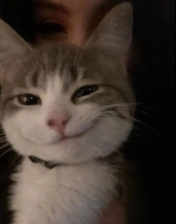 This Page Shared 45 New Funny Pics With Cats Who Have Absolutely No Respect For Rules Or Logic