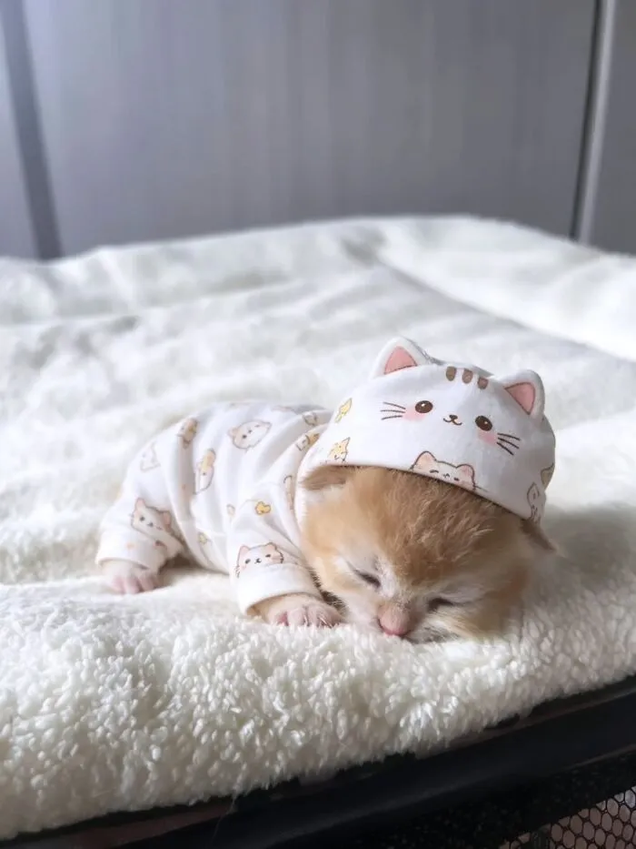 This Page Shared 45 New Funny Pics With Cats Who Have Absolutely No Respect For Rules Or Logic