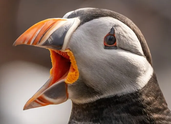 Nominee: Call Of A Puffin By Isabella Robbeson