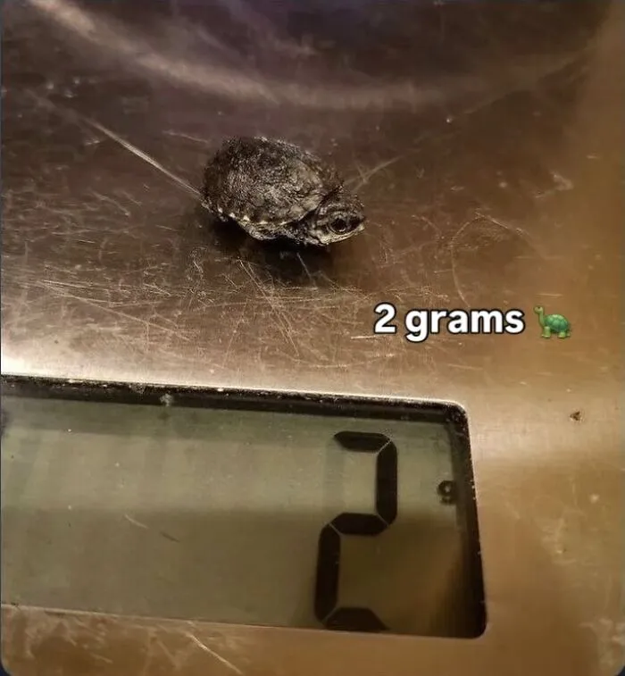 These Memes From “Animals Doing Things” Are Cute, Chaotic, And Very Relatable (40 New Pics)