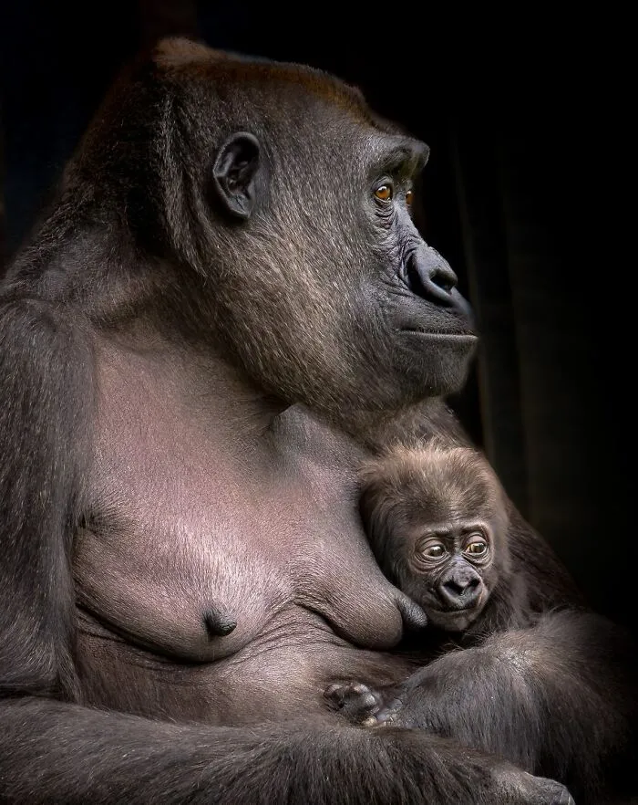 Honorable Mention: Bound By Care By Saleh Alshamali
