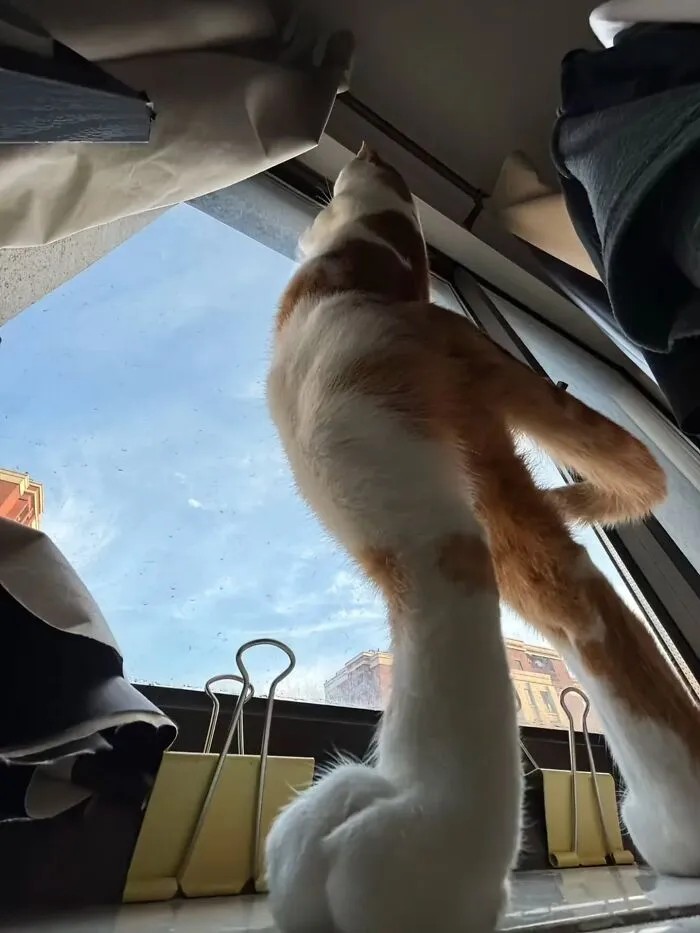 This Page Shared 45 New Funny Pics With Cats Who Have Absolutely No Respect For Rules Or Logic