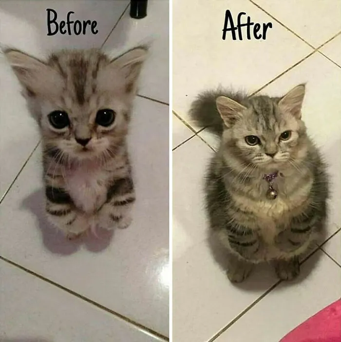 This Page Shared 45 New Funny Pics With Cats Who Have Absolutely No Respect For Rules Or Logic