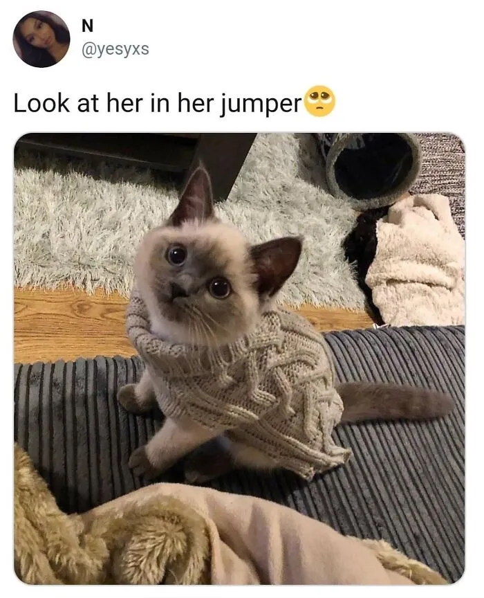 36 Funny Cat Posts From This Page That Perfectly Sum Up Living With Them