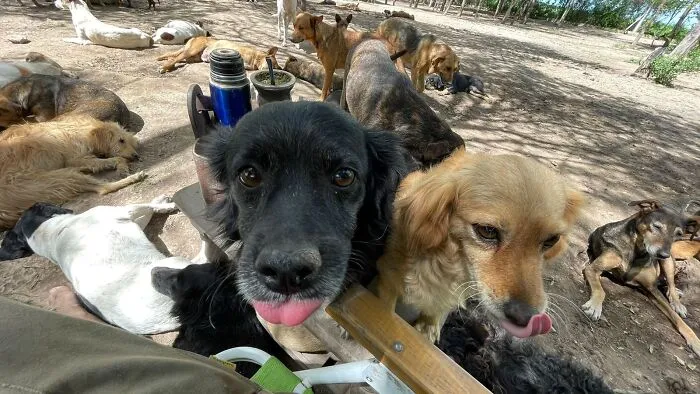 What It Takes To Care For More Than 600 Rescue Dogs: A Look Inside Refugio El Montecito