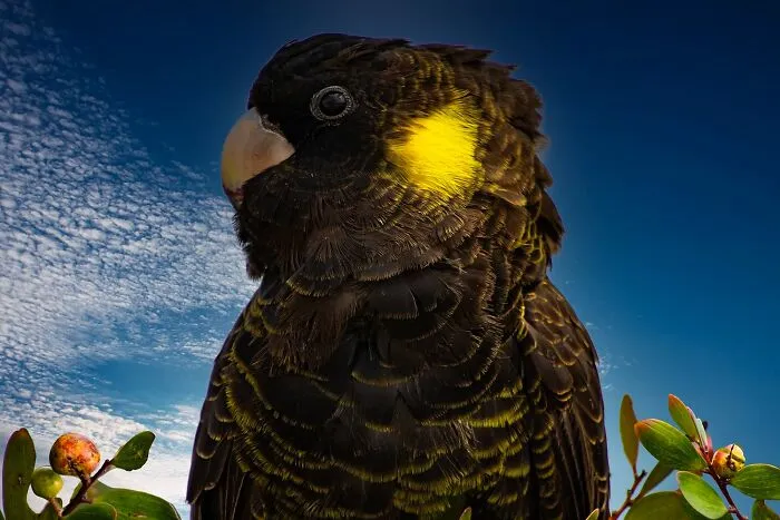 Nominee: Baby Yellow Tail Black Cockatoo By Richard Leigh