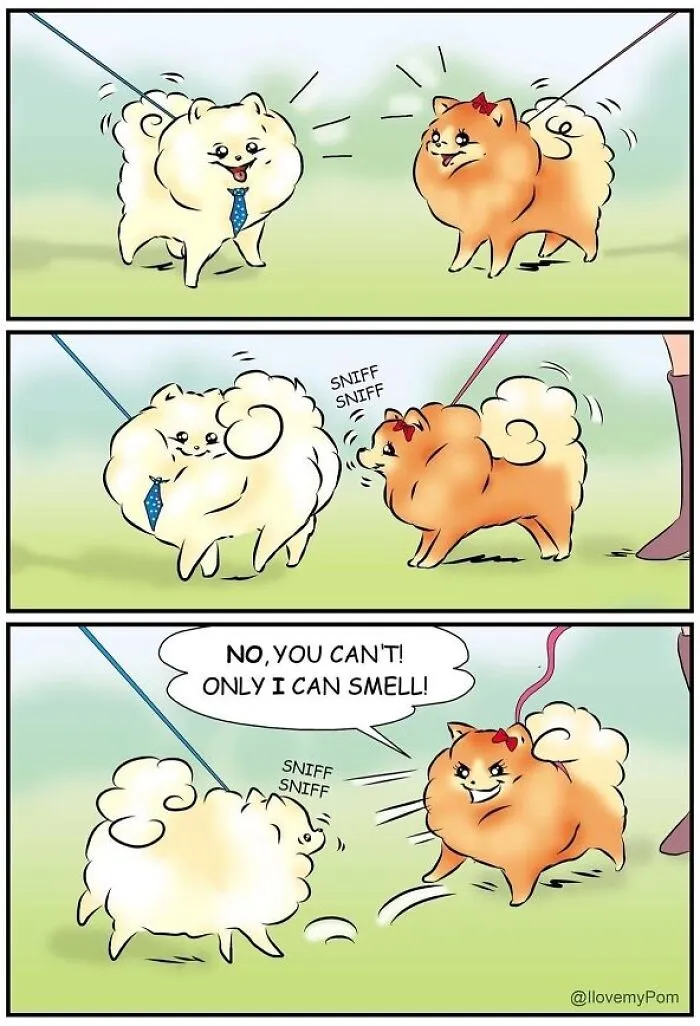 This Artist Captures The Chaos, Charm, And Confidence Of Pomeranians In 40 Comics