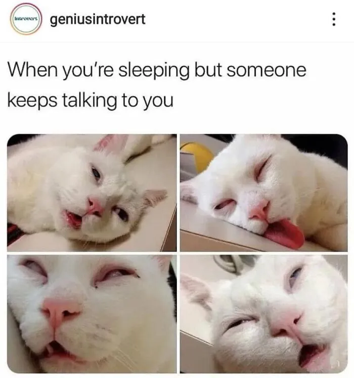 36 Funny Cat Posts From This Page That Perfectly Sum Up Living With Them