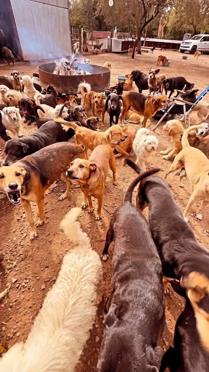 What It Takes To Care For More Than 600 Rescue Dogs: A Look Inside Refugio El Montecito