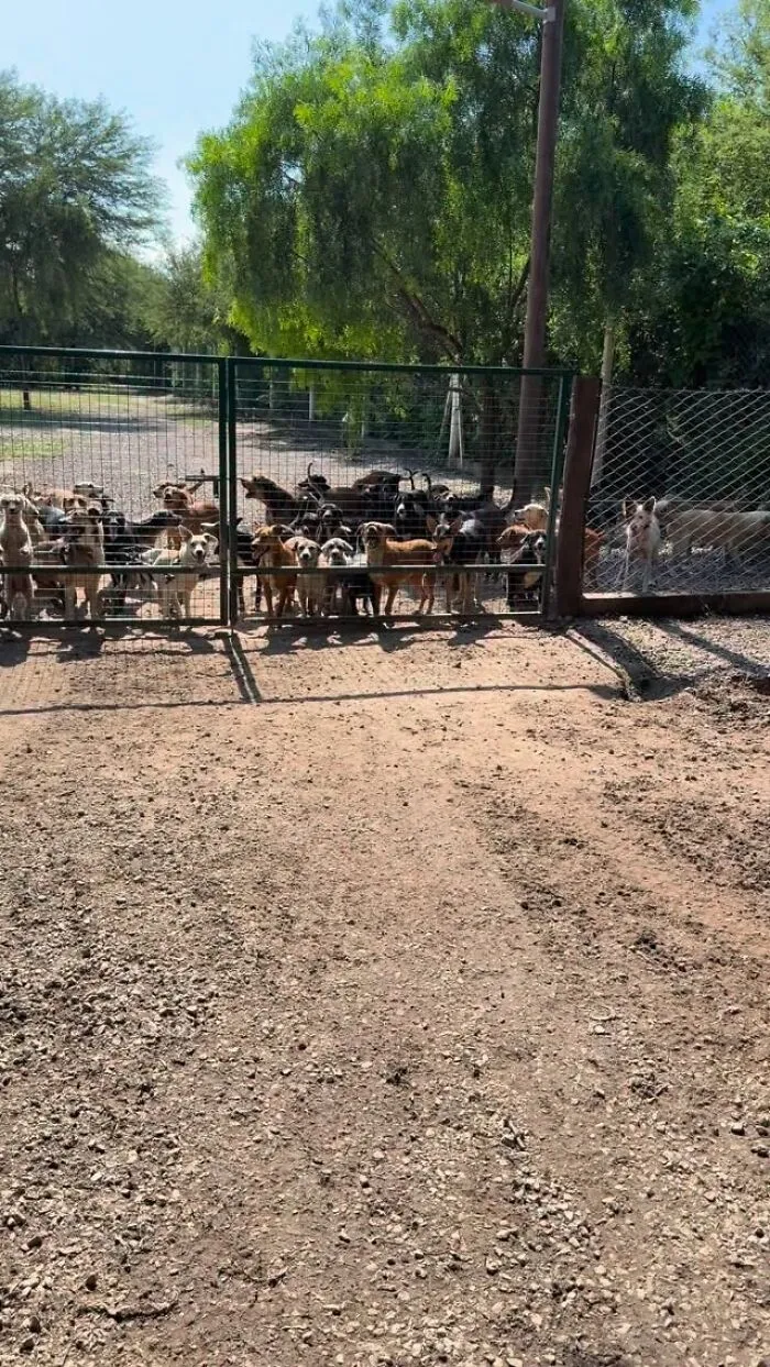 What It Takes To Care For More Than 600 Rescue Dogs: A Look Inside Refugio El Montecito