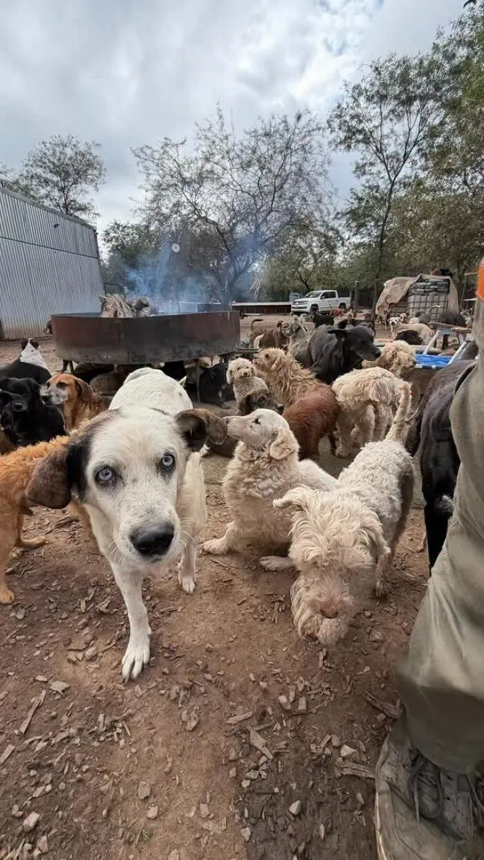 What It Takes To Care For More Than 600 Rescue Dogs: A Look Inside Refugio El Montecito