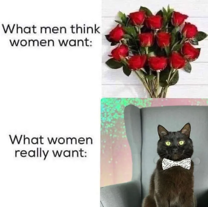 36 Funny Cat Posts From This Page That Perfectly Sum Up Living With Them