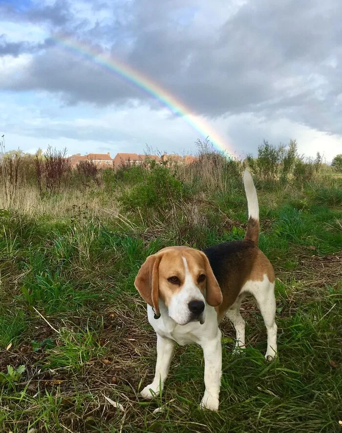 Found My Dog’s Super Power