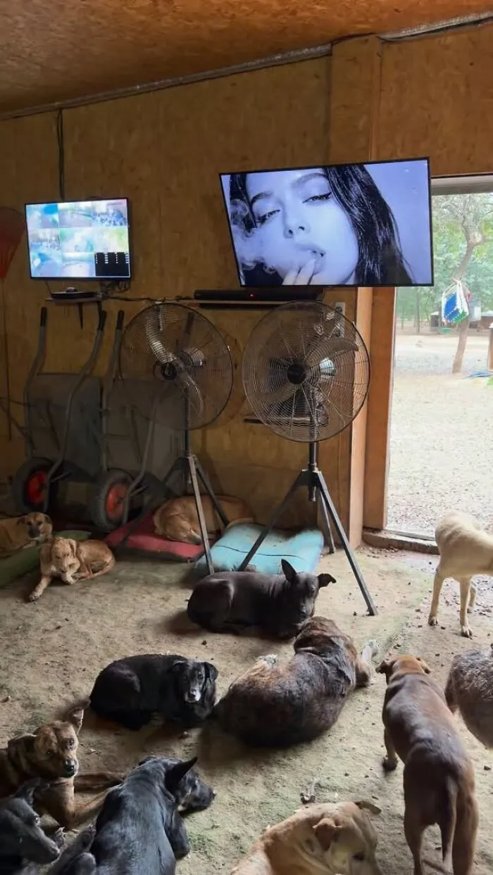 What It Takes To Care For More Than 600 Rescue Dogs: A Look Inside Refugio El Montecito