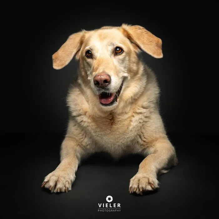 30 New Touching Pictures Of Senior Dogs By Christian Vieler That Might Melt Your Heart