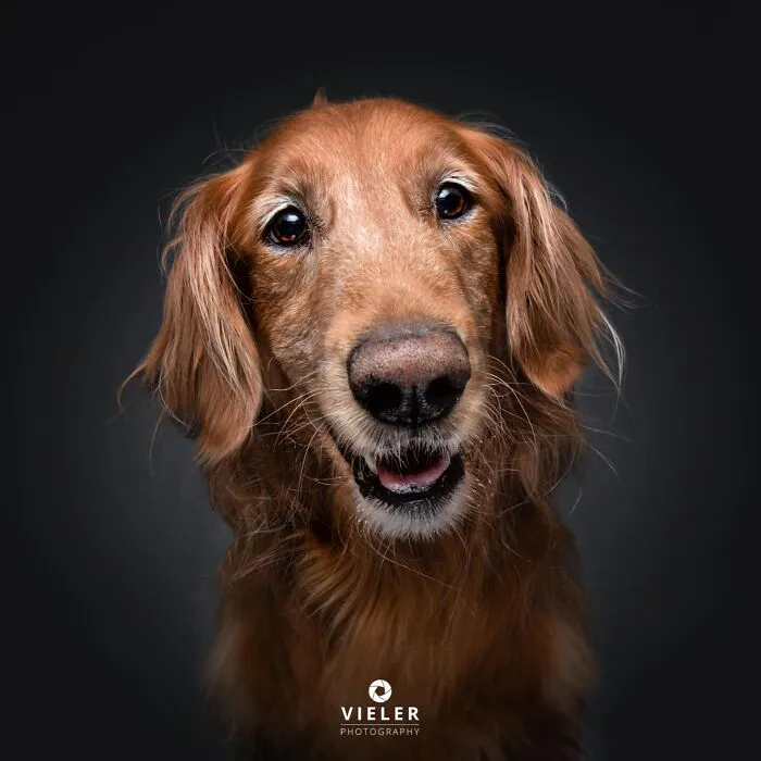 30 New Touching Pictures Of Senior Dogs By Christian Vieler That Might Melt Your Heart
