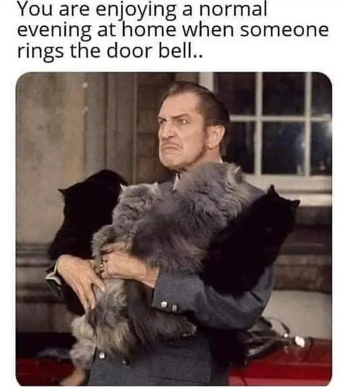 36 Funny Cat Posts From This Page That Perfectly Sum Up Living With Them